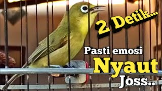 DALAM HITUNGAN DETIK | CIAK CIAK KECIAL KUNING GACOR NGEJOS INI |BIKIN KECIAL EMOSI PASTI NYAUT JOSS