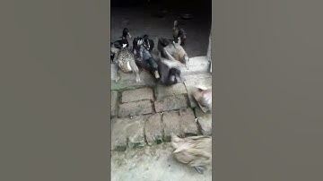 How to Raising Millions of Duck on Rice Field For Meat - Free range Duck Farming Technique P700