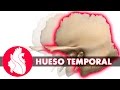 [3D] Osteología craneal - Temporal