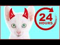 KITTEN CONTROLS MY LIFE FOR 24 HOURS CHALLENGE 😺  2020