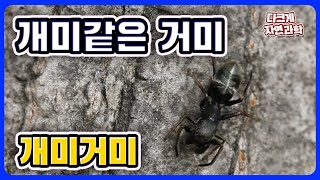 개미로 위장한 거미 `개미거미`