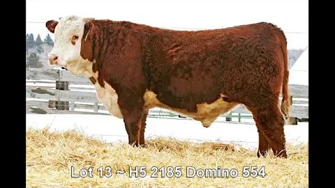 Lot 13 ~ H5 2185 Domino 554