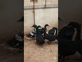 Cayuga ducks duck farming in pakistan #ytshorts ##youtube #petsandanimals