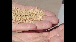 How rice is grown and harvested by Curiosity Quest