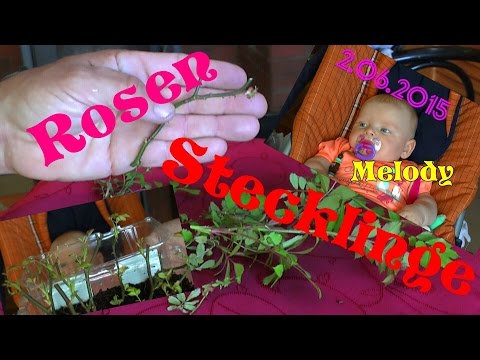 Video: Reproduktion Von Hibiskus: Wie Kann Man Ihn Durch Stecklinge Zu Hause Vermehren? Wie Verwurzelt Man Eine Chinesische Rose?