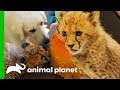 Cheetah Cubs Meet Their New Dog Best Friend! | The Zoo: San Diego