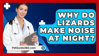 Why Do Lizards Make Noise At Night  Petguide360com