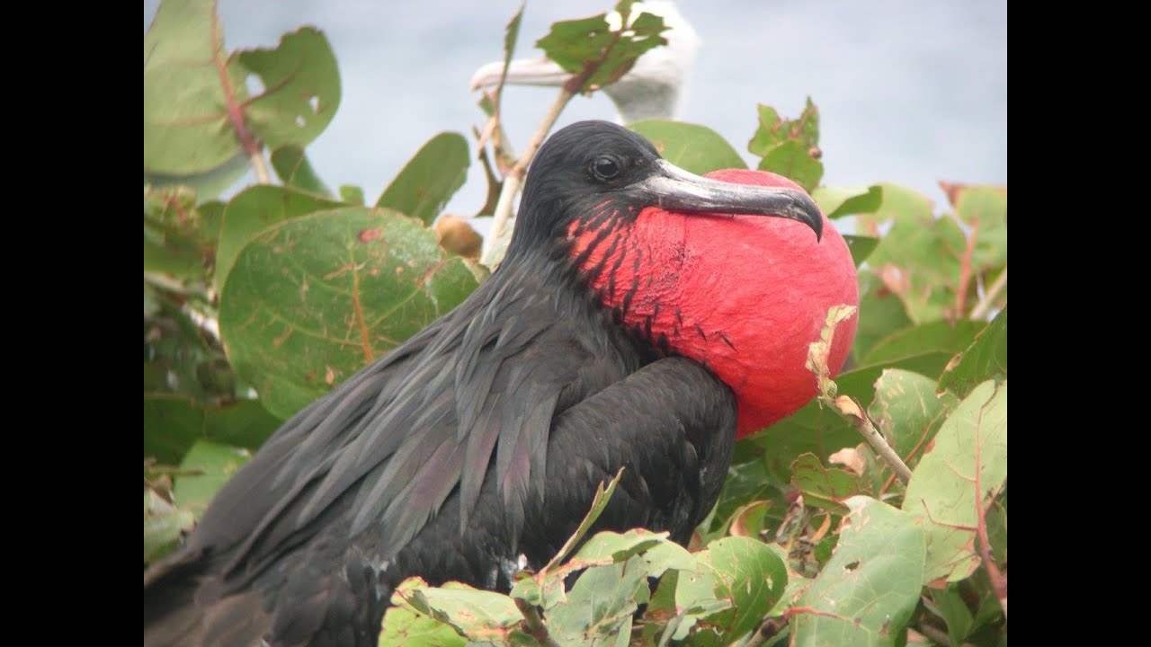 Pictures Of Birds In British Virgin Islands Pictures Of Birds In British Virgin Islands