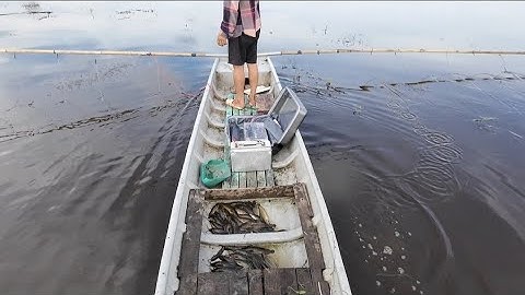 KÍCH LẠNH LÊN ĐỒNG CHỐNG CÁ CHUỐI MÙA NƯỚC LÊN