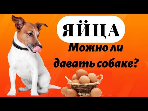 Яйца. Можно ли давать собаке яйца?