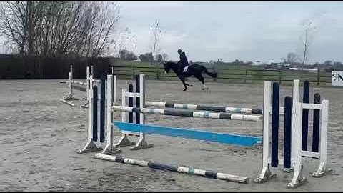 DHT 27-12-2025: Uzi van de Bisschop, stallion, 2020 by Leandro VG