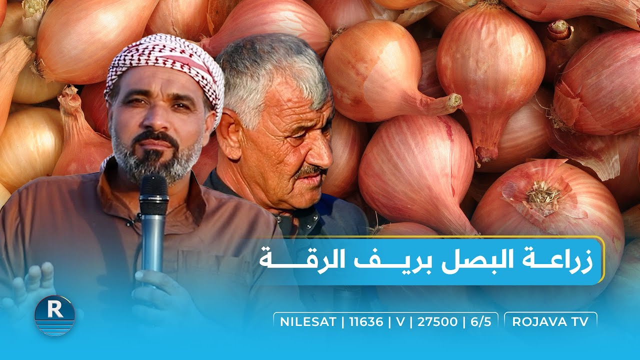 زراعة البصل بريف الرقة.. 4 طن إنتاج الدونم الواحد