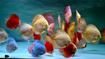 Các dòng cá dĩa đủ màu sắc tại Trại cá kiểng Diamond Da | 0967921213