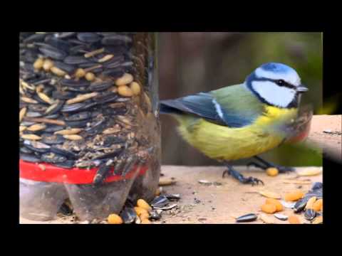 Video: Kas Linnud Näevad Värvi? Teadus ütleb Inimestest Paremini