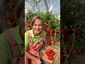 🍅 Как в детстве у бабушки – томат Деревенский с насыщенным вкусом! #SemenaPartnerShorts