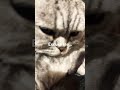 Excuse me… #shorts #viral #cute #cat #cute cat