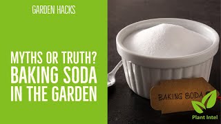 BAKING SODA in the GARDEN: tips on using against pests, diseases and other