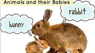 Mother and Baby Animals  for Preschool