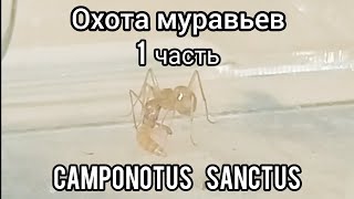 Охота муравьев! Camponotus sanctus. 1 часть