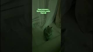 Ночью самая активность)))