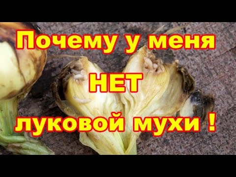 Почему луковая муха облетает мой лук стороной