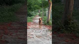 Dog Most Trusted Animal in the World ~ Bangladeshi Dog Lover shorts dogs doglife wildlife