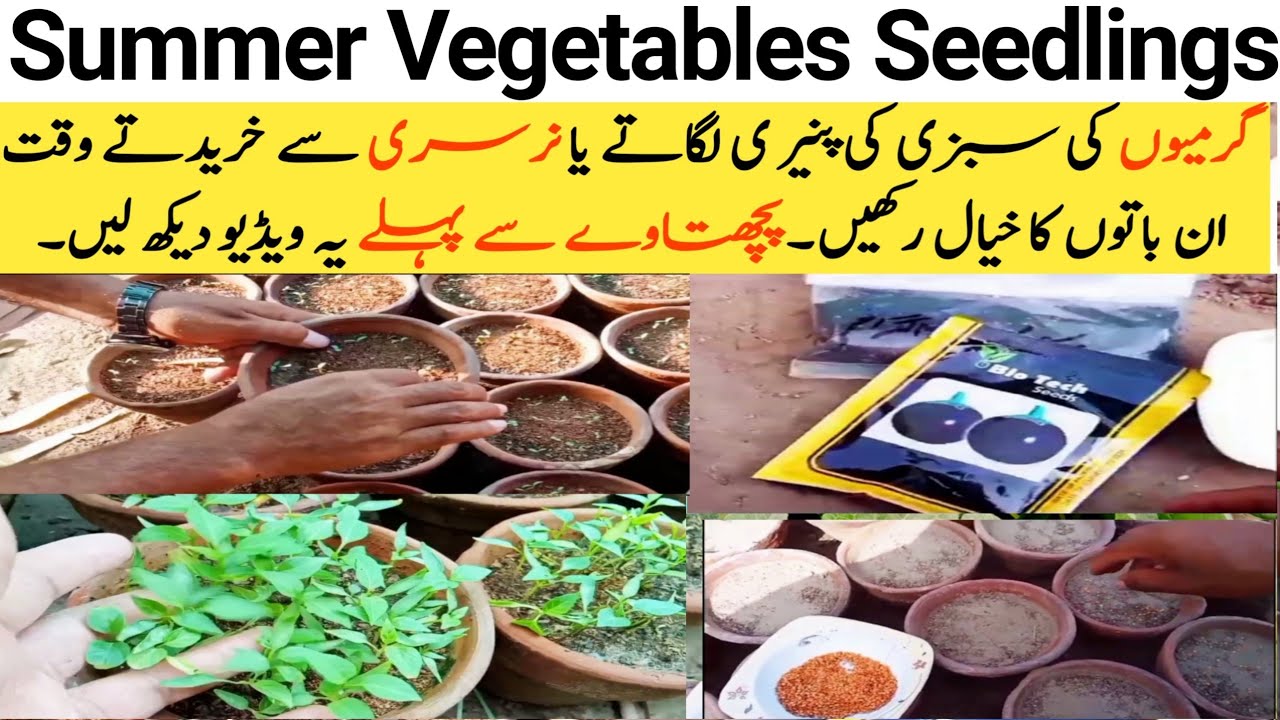 Tips To Grow Vegetables In Summer how To Grow Summer Vegetables tips-to-grow-vegetables-in-summer-how-to-grow-summer-vegetables