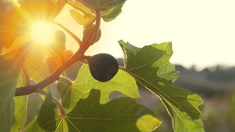 Now Learn A Parable Of The Fig Tree