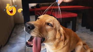 These Dogs Went Too Far 🤣 Funniest Dog Fails 2026 #64