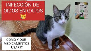 INFECCION DE OIDO EN GATOS, TRATAMIENTO,.... OTITIS. by Gatos, Consejos de Mascotas y Mas. 11,026 views 2 years ago 7 minutes, 46 seconds