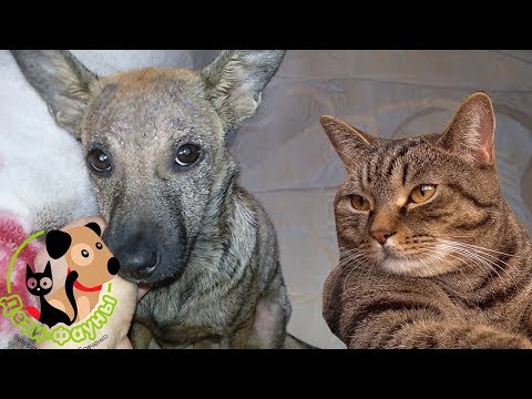 Видео: В фекалиях собак видны анкилостомы?