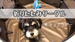 【R君】犬用の折りたたみサークルを買ってみた！ミニチュアシュナウザーR君の反応は！？