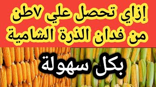 أفضل إنتاج للذرة الشامية يصل إلي ٧ طن للفدان بكل سهولة