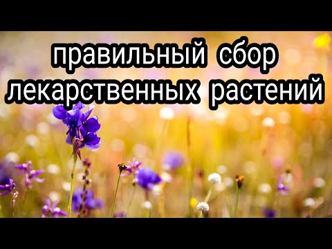Правильный сбор лекарственных растений. Зелёная аптека. Как заготовить лечебные травы.