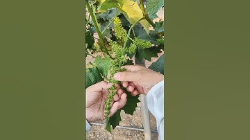 "Grape Fruit Cutting 🍇 | Step-by-Step Guide for Propagation"#fruit #grape #farming #pruning#pruning