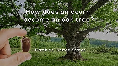 How does an acorn become an oak tree?