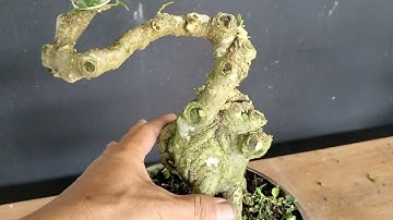 Cam mỹ, tắc cẩm thạch ghép cần thăng. Cho trái quanh năm nha cả nhà. Lhe 0943133327