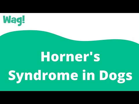 Horner&rsquo;s Syndrome in Dogs | Wag!
