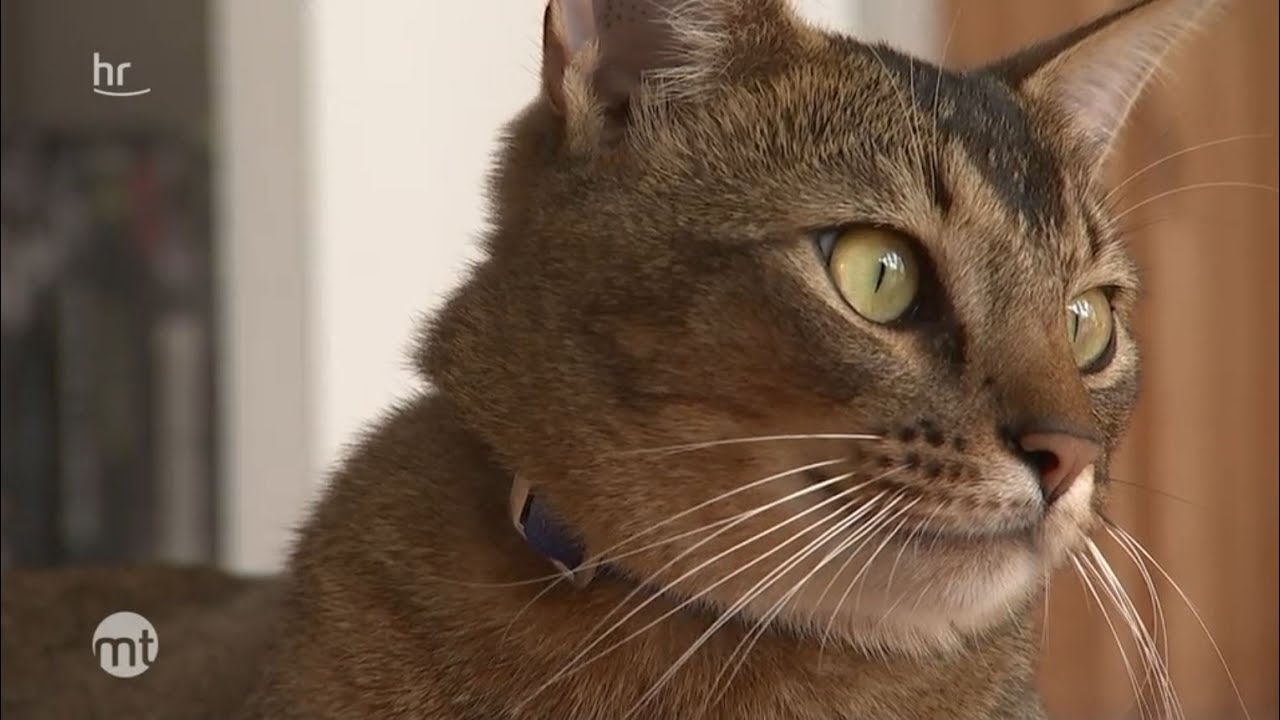 Freigänger sorgt für Aufruhr - Unterwegs mit Kater Jackson | maintower