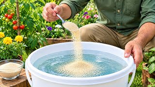 Just 1 Spoon of Yeast in a Bucket of Water — Watch Your Tomatoes & Cucumbers EXPLODE With Growth!