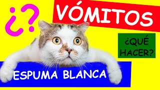 ¿Porqué mi GATO vomita ESPUMA blanca?