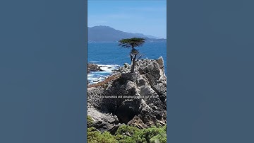 Thumbnail of 17-mile drive - one of the most scenic drive in California #17miledrive #california