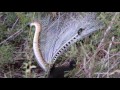 The calls and dance of the Superb Lyrebird