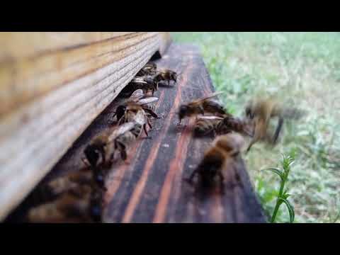 ვენტილაცია