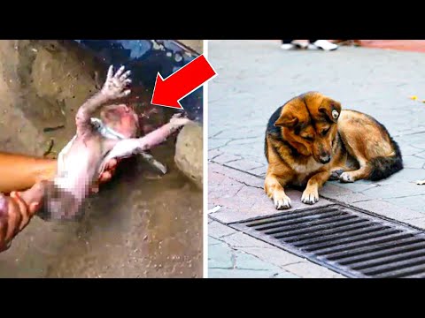 Man Notices His Dog Stare at Sewer All Day, Hears Kids' Screams From Inside Once