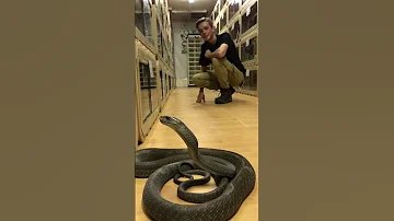 Black Mamba Face Off 