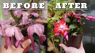 Recover a Droopy Christmas Cactus. How to care for and save your succulent plant.