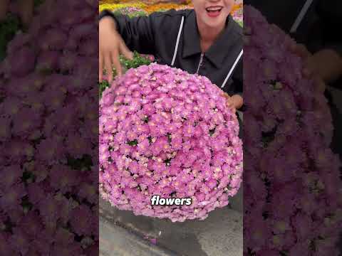 The Spherical Chrysanthemum: