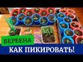 Как пикировать вербену? Выращиваем хорошую  рассаду вербены