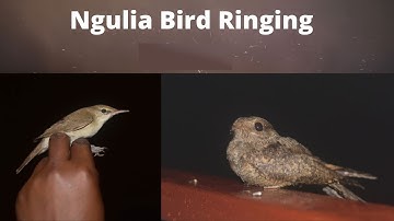NGULIA LODGE BIRD RINGING VIDEO - INTRODUCTION TO BIRD BANDING
